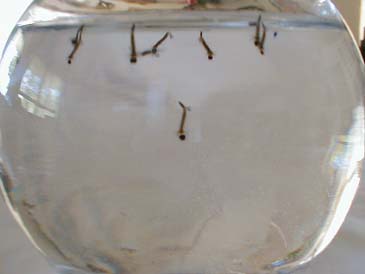 food_1q.jpg (14170 bytes)