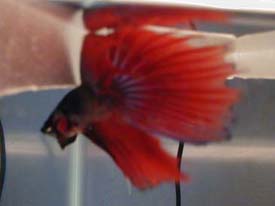 red-2.jpg (11900 bytes)