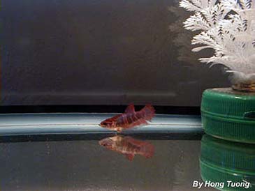 red-f.jpg (18314 bytes)