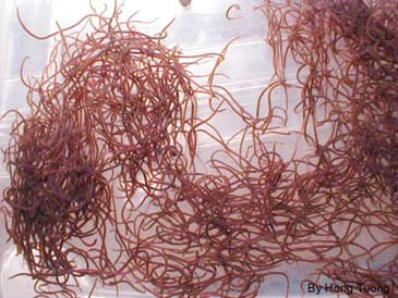 tubiflex_q.jpg (38439 bytes)