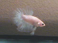 white_2q.jpg (12041 bytes)