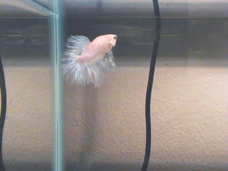 whiteq.jpg (19866 bytes)