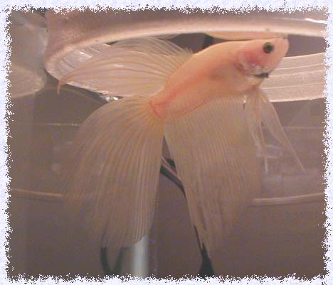 working-2 copy.jpg (34523 bytes)