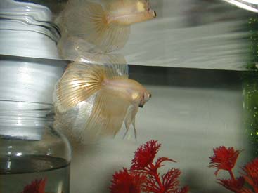 yellow_2q.jpg (19591 bytes)