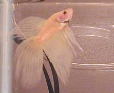 yellow_q.jpg (12220 bytes)